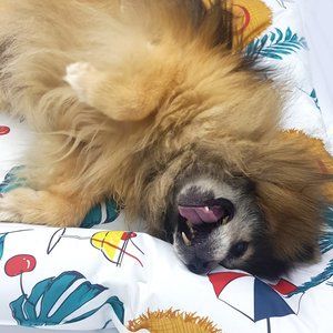 Tropical Cooling Pet Bed (Medium 30x26")